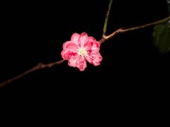 -南国桃园旅游度假区