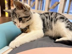 -国宝熊猫酒店(春熙路天府广场店)