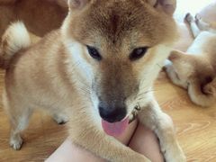 -柴犬高等学院·狗咖·柴犬售卖·宠物训练