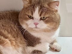 -青奢宠物·青奢猫舍