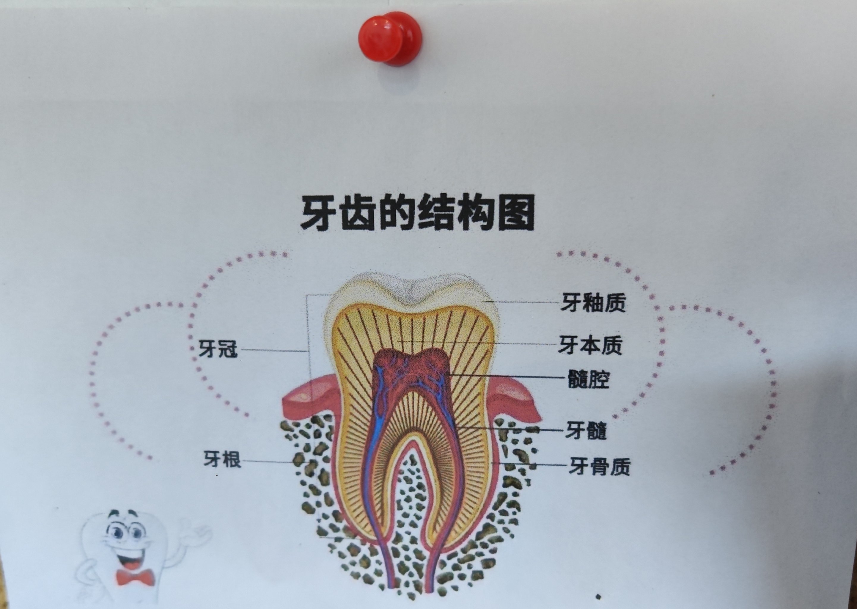 牙本质结构图片