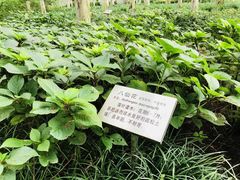 -瀛洲公园