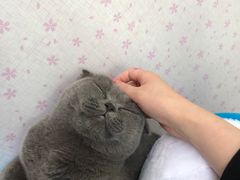 -纳吉亚猫专科动物诊疗中心(蒋宅口分院)