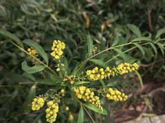 -铁山坪森林公园