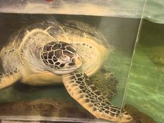 -萌宠奇缘(荣鼎店)