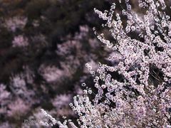 -妙峰山风景名胜区