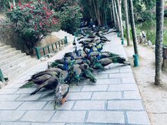 -西双版纳原始森林公园