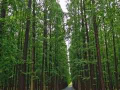 -东平国家森林公园