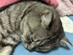 -安安宠医宠物医院·异宠·犬猫内科(岳阳分院)