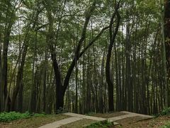 -西湖风景区十里琅珰-五云山