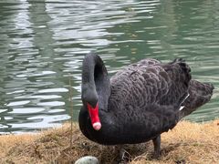 -乌村