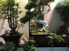 -朝来春花卉市场