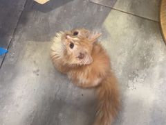 -楼上猫咖(罗湖店)