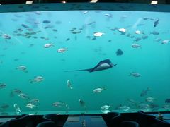 -瑞德姆美人鱼海底演艺主题餐厅(亚龙湾店)