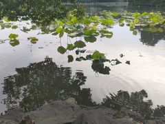 -西湖游船