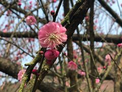 -新建村梅花