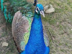 -哈尔滨北方森林动物园