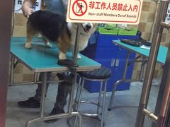 -我爱吾宠宠物美容院(朝阳路店)