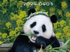 -卧龙中华大熊猫苑神树坪基地