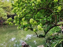 -惠山古镇·寄畅园