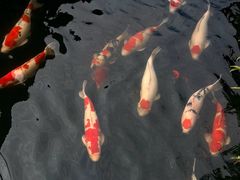 -香麒园·过桥米线·南湖雅宴