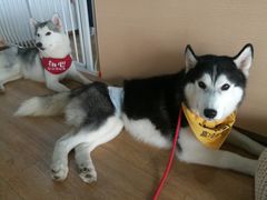 -Husky Go! 哈士奇体验馆·宠物咖啡厅狗咖