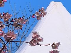 -顾村公园