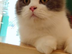 -飞行喵MR PILOT|猫舍·猫咖(静安大融城店)