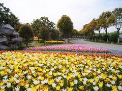-上海鲜花港