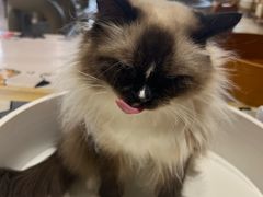 -藏猫猫咖啡主题馆(中央大道店)