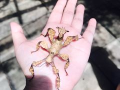 -世界昆虫与自然奇观博物馆