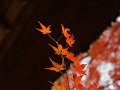 -常寂光寺