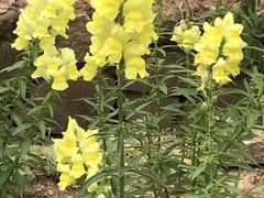 -大塘金香草谷