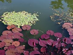 -国家植物园南园