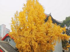 -四川大学(华西校区)