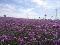 -紫颐香薰山谷景区