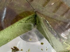 -悦厅·下午茶(杭州柏悦酒店)