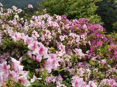 -广州市石门国家森林公园