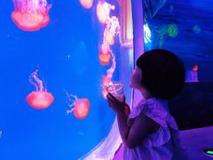 -芜湖新华联大白鲸海洋公园