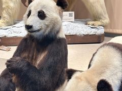 -自然博物馆(地铁站)