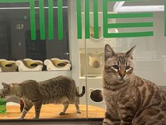 -Cappucimeow猫咪咖啡馆(韦伯时代店)