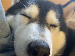 -Husky Go! 哈士奇体验馆·宠物咖啡厅狗咖