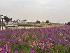 -空港花田景区