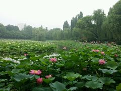 android_upload_pic-紫竹院公园冰场