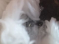 -捞王猪肚鸡火锅(昆山店)