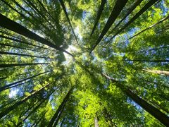 -武陵山森林公园