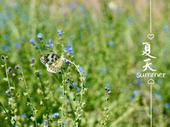 -北京国际鲜花港