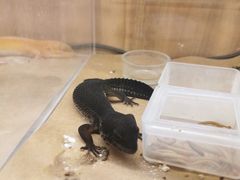 -酷以爬仙阁实体爬宠店·守宫·蜥蜴·专业繁育