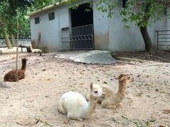 -广东茂名森林公园