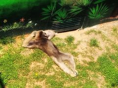 -西霞口神雕山野生动物世界